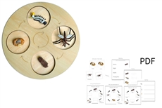 Life Cycle of a Mosquito with Demo Tray