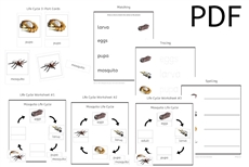 Mosquito Life Cycle 3-Part Cards & Worksheets (PDF)