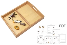 Life Cycle of a Mosquito with Tray and PDF set