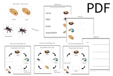 Stag Beetle Life Cycle 3-Part Cards & Worksheets (PDF)