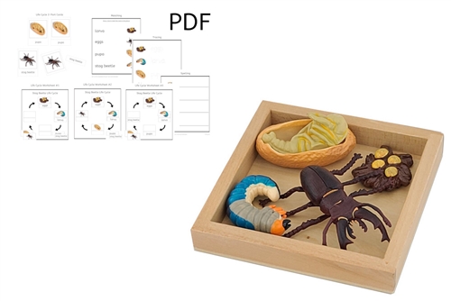 Life Cycle of a Stag Beetle with Tray