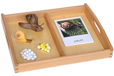 Life Cycle of a Snail Models with Tray and Cards