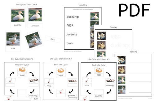 Duck Life Cycle 3-Part Cards & Worksheets (PDF)