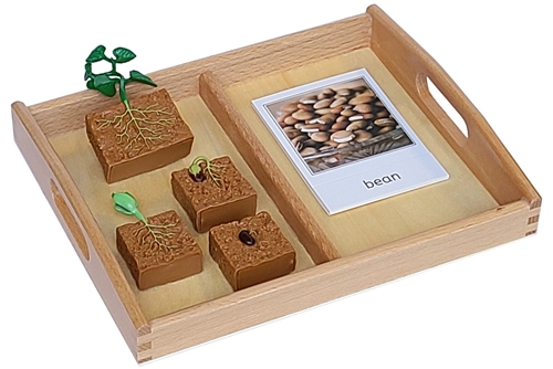 Life Cycle of a Green Bean Plant with Tray & Cards