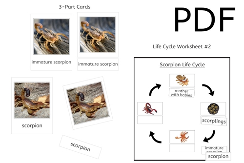Scorpion Life Cycle 3-Part Cards & Worksheets (PDF)