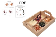 Life Cycle of a Scorpion with Tray