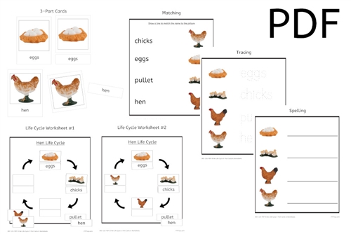 Hen Life Cycle 3-Part Cards & Worksheets (PDF)