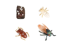 Models of Cicada Life Cycle