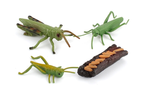 Models of Grasshopper Life Cycle