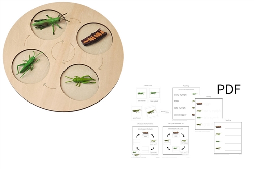 Models of Grasshopper Life Cycle with Demo Tray and PDF Cards