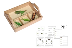 Life Cycle of a Grasshopper with Sorting Tray