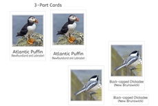 Province & Territory Birds of Canada (PDF)