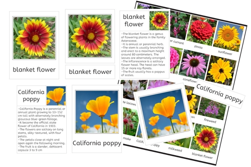 Flowers of North America 3-Part Cards and Fact Cards (PDF)
