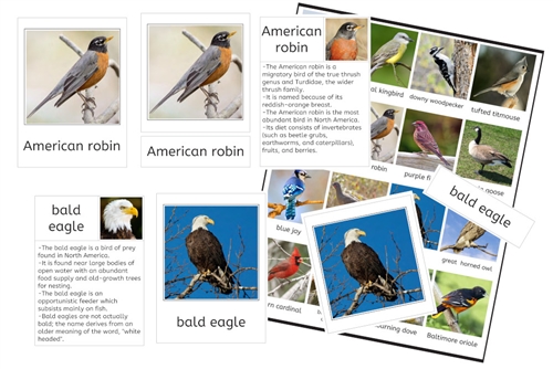 Birds of North America 3-Part Cards and Fact Cards (PDF)