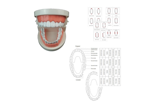 Plastic Tooth Model and Tooth Chart