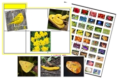 Colors In Nature Sorting Cards (PDF)