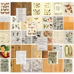 49 and Market - Color Swatch: Peach Collage Sheets