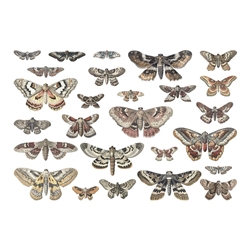 Tim Holtz - Idea-Ology Transparencies, Moths Halloween 2024