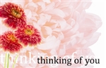 "Thinking of You" Pink carnation (Pack of 50 enclosure cards)