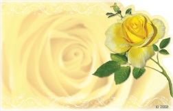 Yellow rose (Pack of 50 enclosure cards)