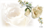 White rose (Pack of 50 enclosure cards)