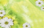 Daisies with yellow tulle and whisps (Pack of 50 enclosure cards)