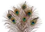 10"-20" Peacock Feathers (Pack of 10)