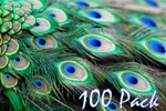 40" Peacock Feathers (Pack of 100)