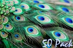 40" Peacock Feathers (Pack of 50)