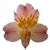 Lorena (Pink/Yellow) - Alstroemeria - 120 stems