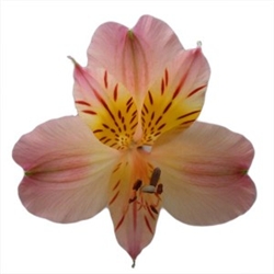 Lorena (Pink/Yellow) - Alstroemeria - 120 stems