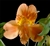 Orange queen - Alstroemeria - 120 stems