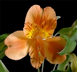 Orange queen - Alstroemeria - 120 stems