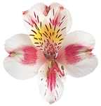Rebecca (White w/ Pink) - Alstroemeria - 120 stems