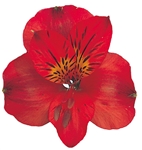 Sacha (Red) - Alstroemeria - 120 stems