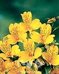 Senna (Yellow) - Alstroemeria - 120 stems