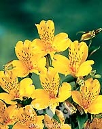 Senna (Yellow) - Alstroemeria - 120 stems