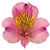 Toscana (Pink) - Alstroemeria - 120 stems