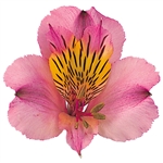 Toscana (Pink) - Alstroemeria - 120 stems