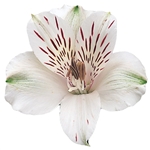 Virginia (White) - Alstroemeria - 120 stems