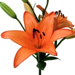 Orange - Asiatic Lily - 60 Stems