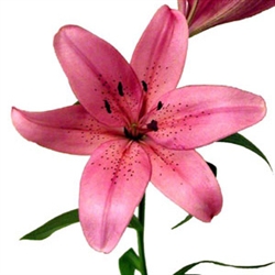 Pink - Asiatic Lily - 60 Stems