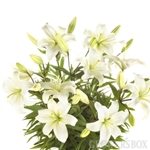 White - Asiatic Lily - 60 Stems