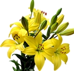 Yellow - Asiatic Lily - 60 Stems