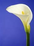 Standard White Premium Calla Lily - 50 Stems