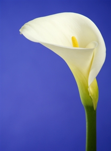 Standard White Premium Calla Lily - 50 Stems