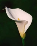 Standard White Premium Calla Lily - 75 Stems