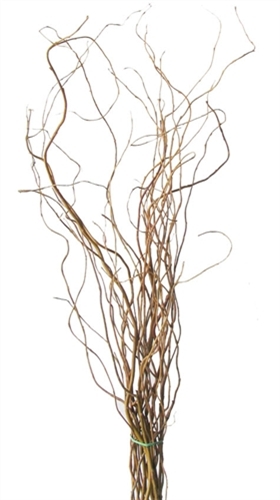 Curly Willow Branches 36 tall, natural
