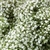 Babys Breath Filler - 8 Bunches (Million Star variety)