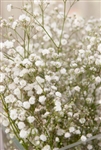 Babys Breath Filler - 8 Bunches (New Love variety)